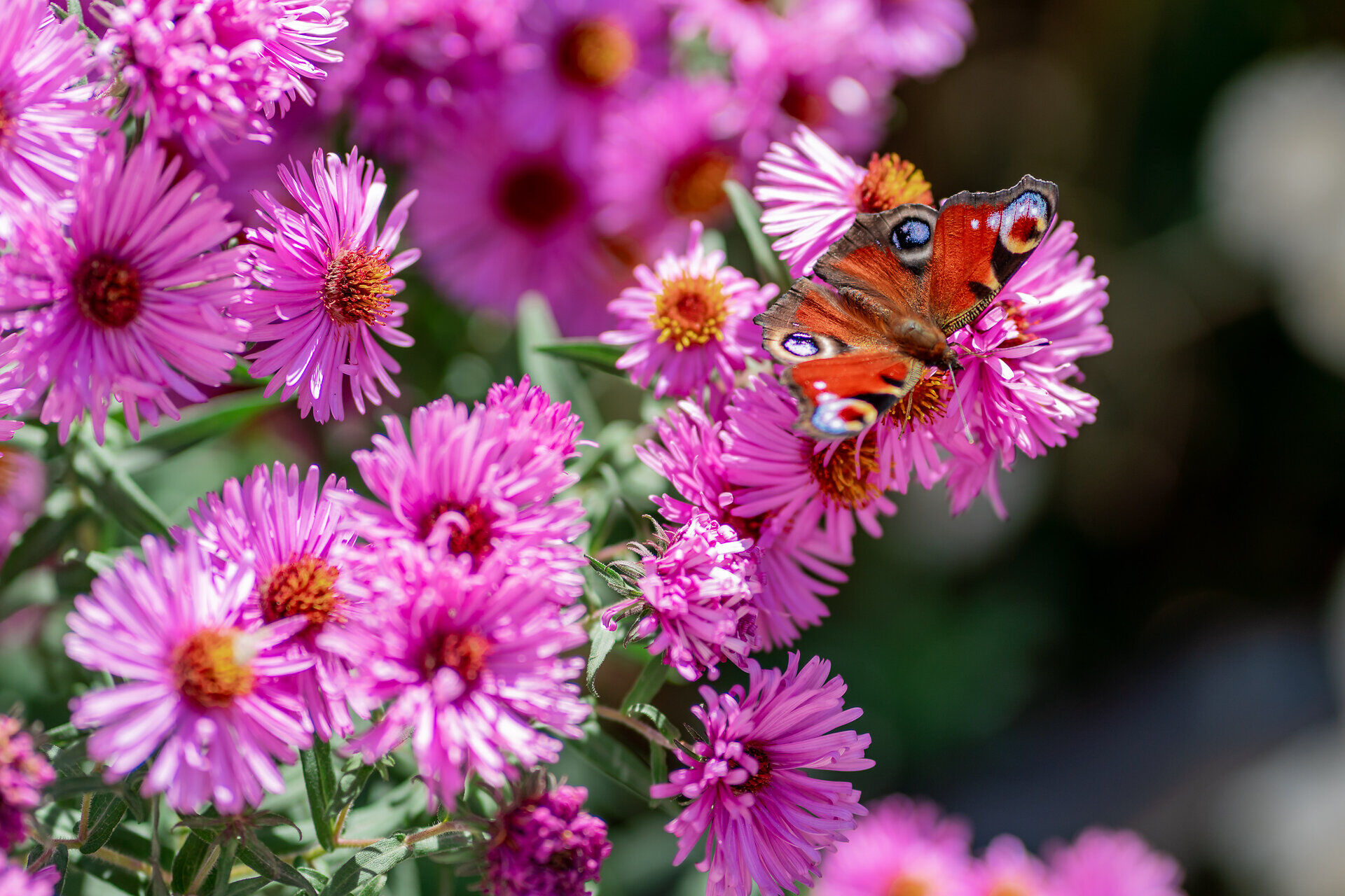 Schmetterling